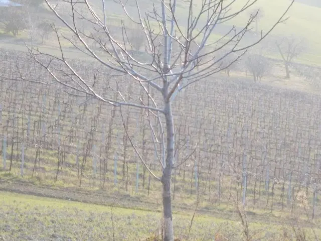 Immagine per Terreno in vendita a Ripatransone via Contrada