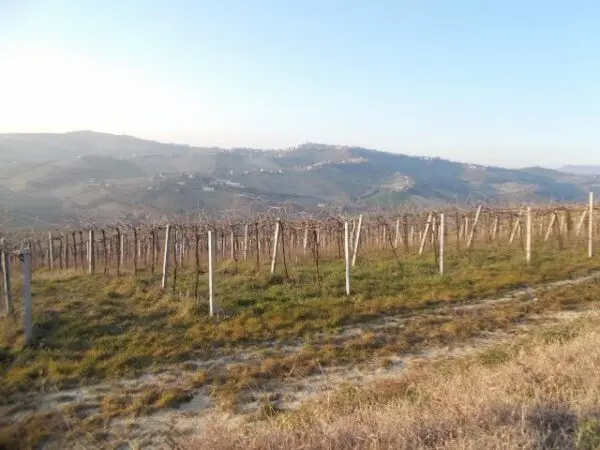 Terreno via Contrada, Ripatransone