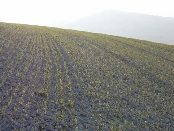 Terreno via Contrada, Ripatransone