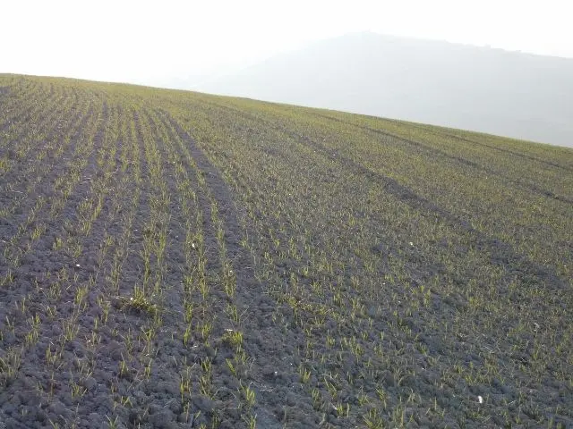 Immagine per Terreno in vendita a Ripatransone via Contrada