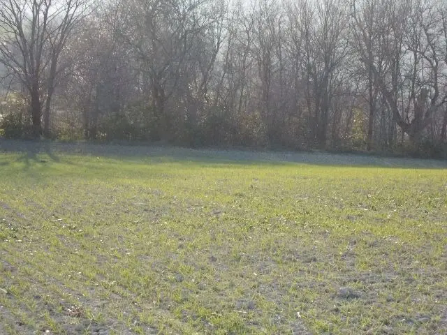 Immagine per Terreno in vendita a Ripatransone via Contrada