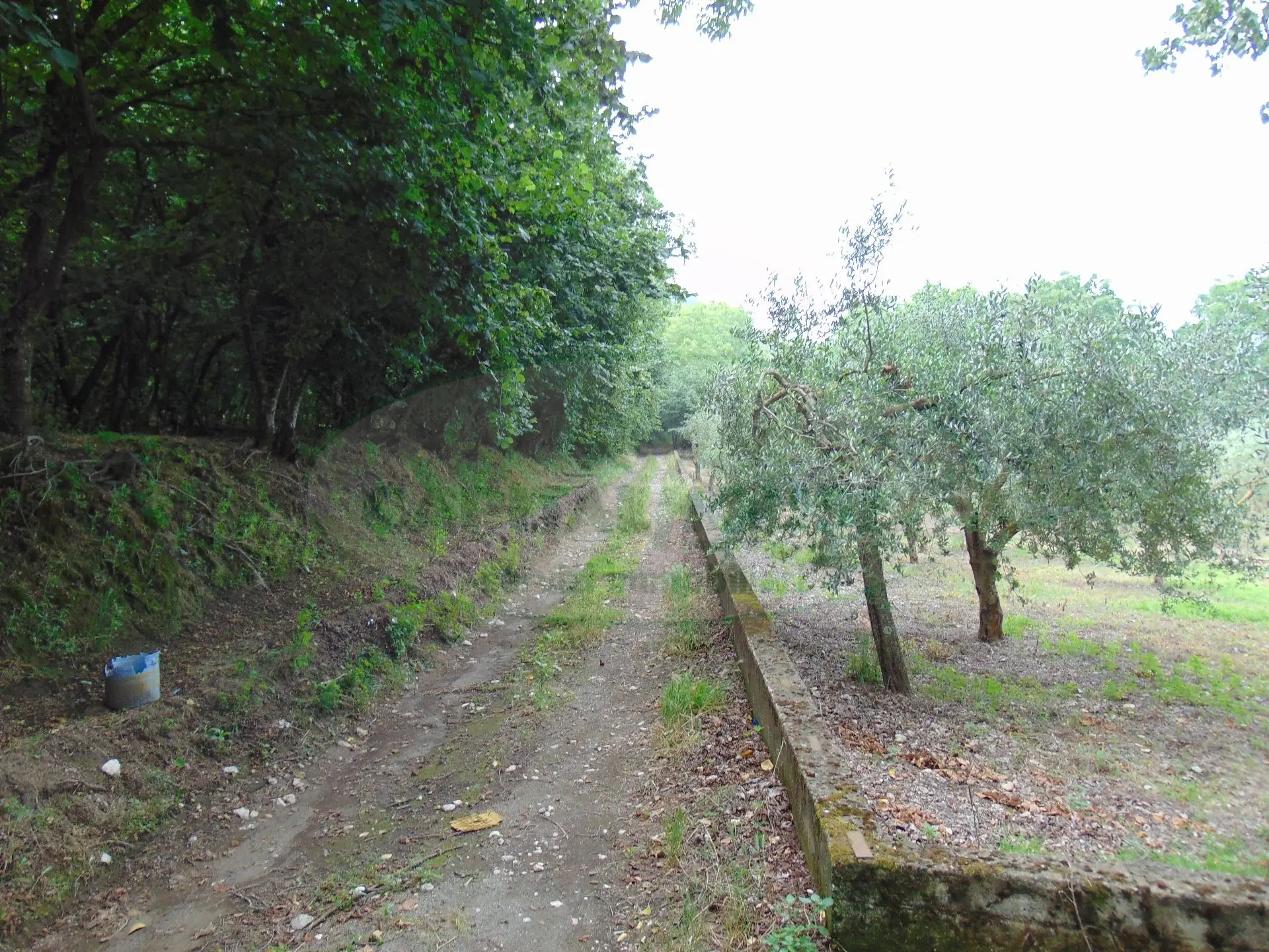 Immagine per Terreno Agricolo in vendita a Mugnano del Cardinale  