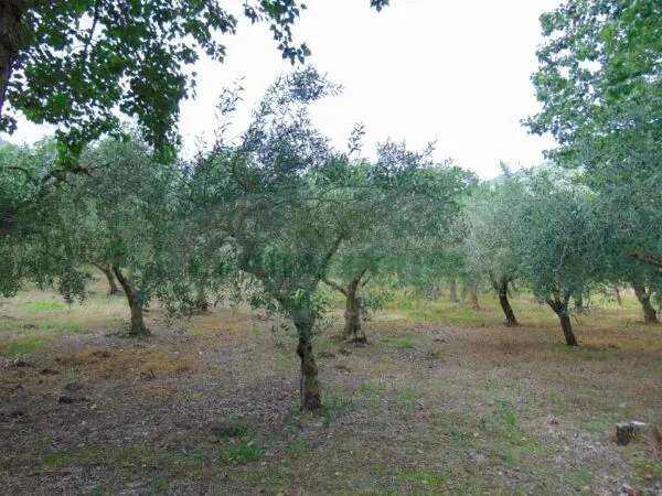 Terreno Agricolo via, Mugnano Del Cardinale