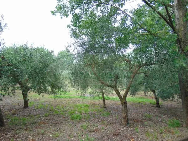 Terreno Agricolo via, Mugnano Del Cardinale