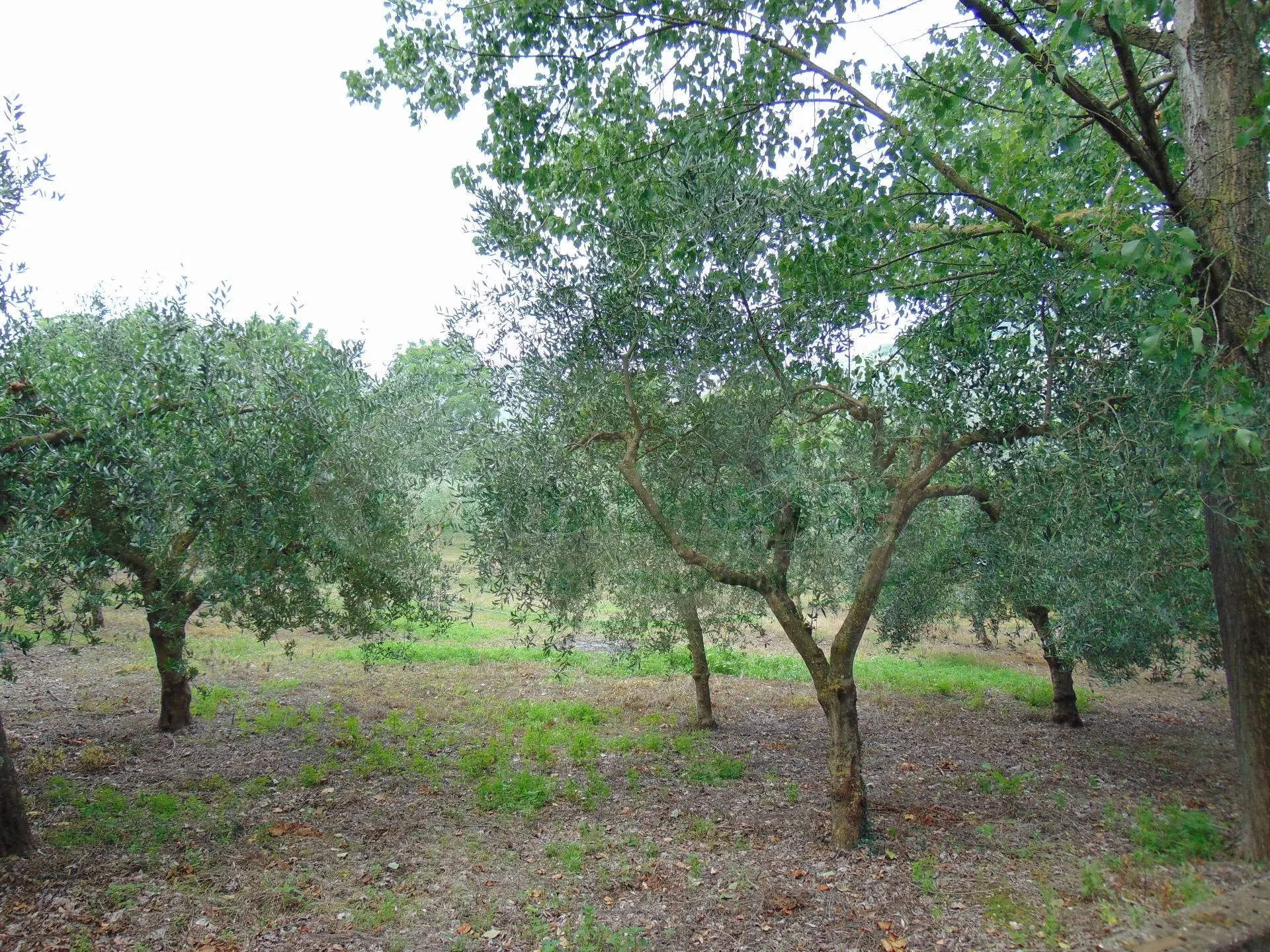 Immagine per Terreno Agricolo in vendita a Mugnano del Cardinale  