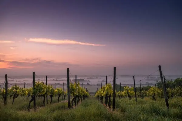 Azienda Agricola strada Provinciale 50, Noto