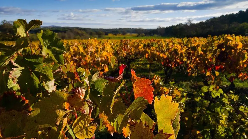 Immagine per Azienda Agricola in vendita a Noto strada provinciale 50 