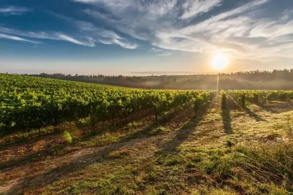 Azienda Agricola strada Provinciale 50, Noto
