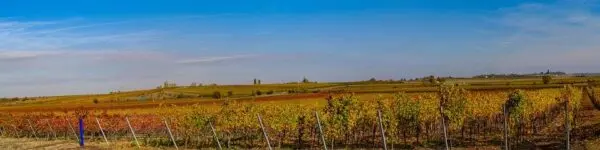 Azienda Agricola strada Provinciale 50, Noto