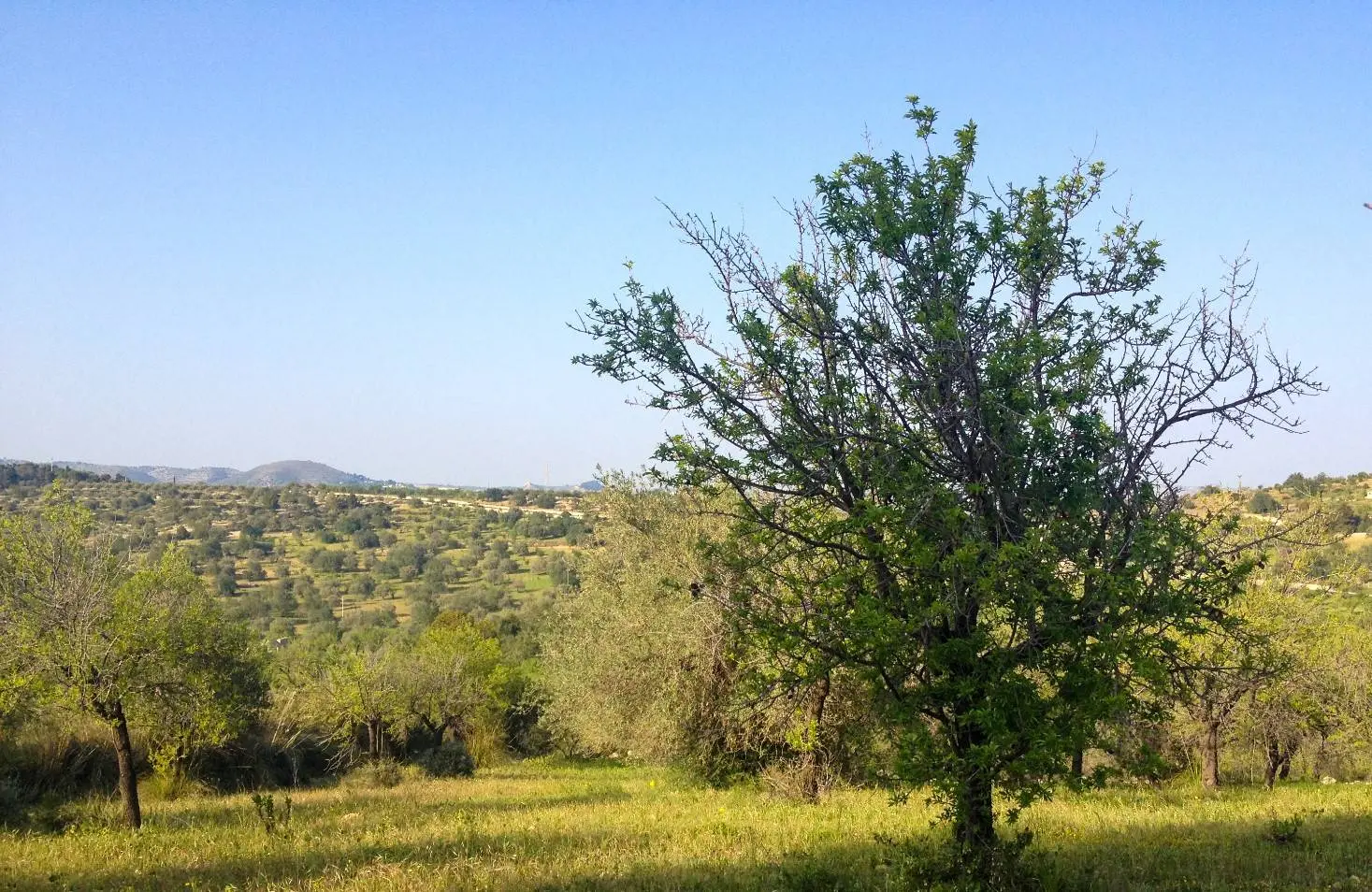 Immagine per Rustico/Casale in vendita a Noto Strada Statale 115 snc