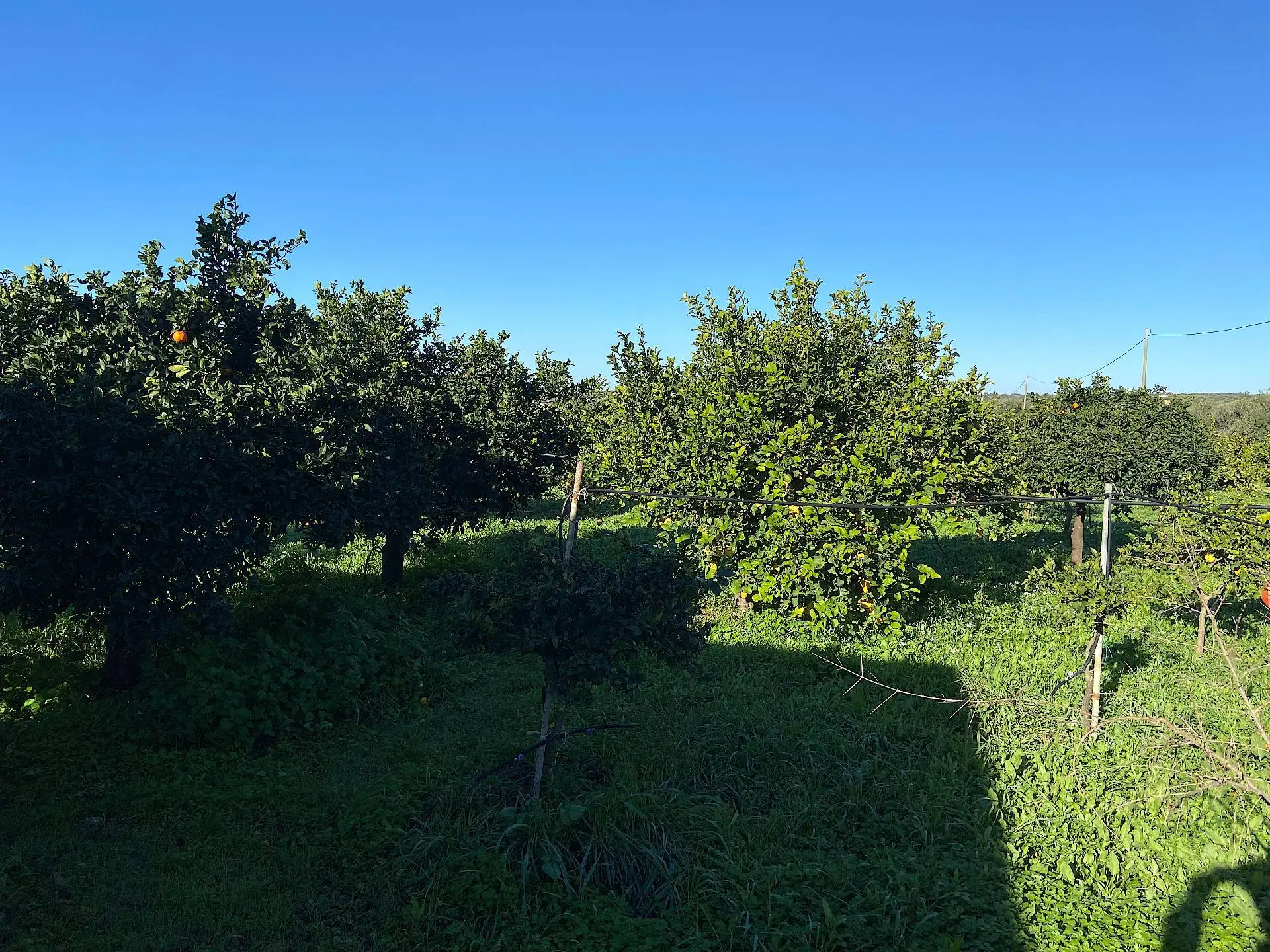 Immagine per Villa in vendita a Noto bommiscuro 