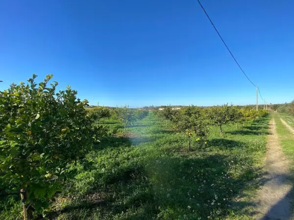 Villa via Bommiscuro, Noto