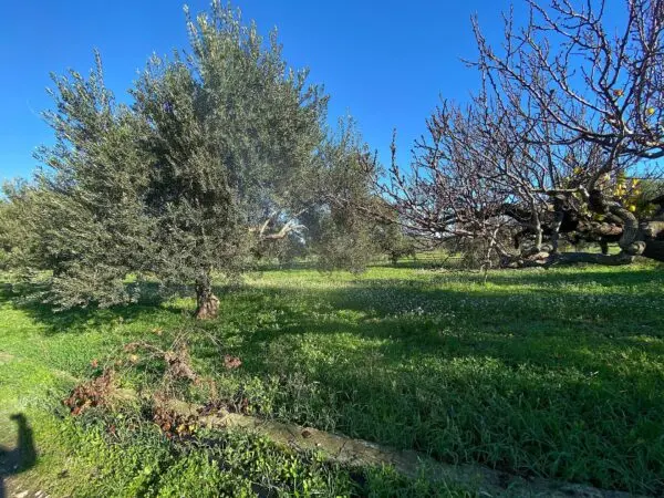 Villa via Bommiscuro, Noto