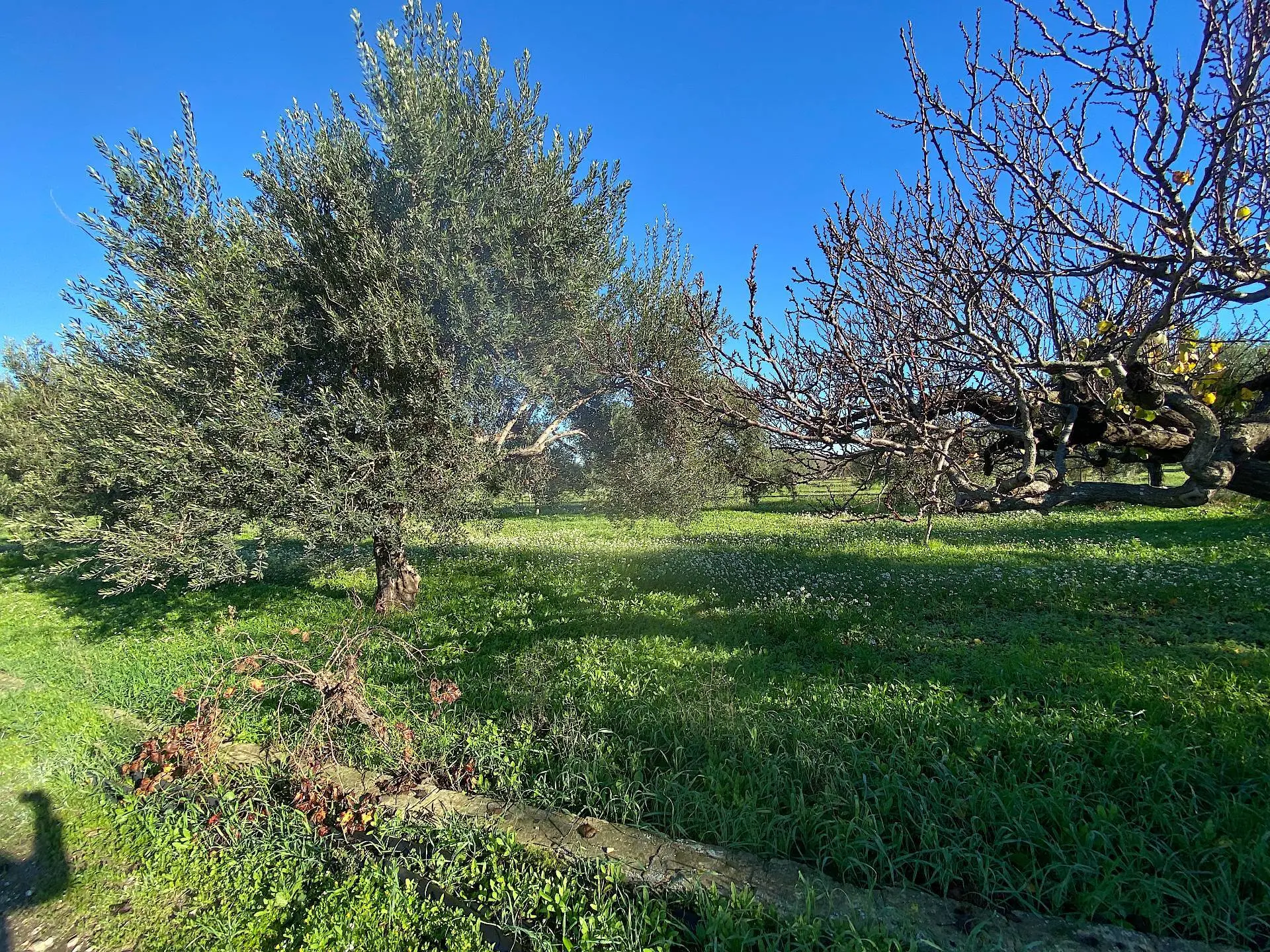 Immagine per Villa in vendita a Noto bommiscuro 