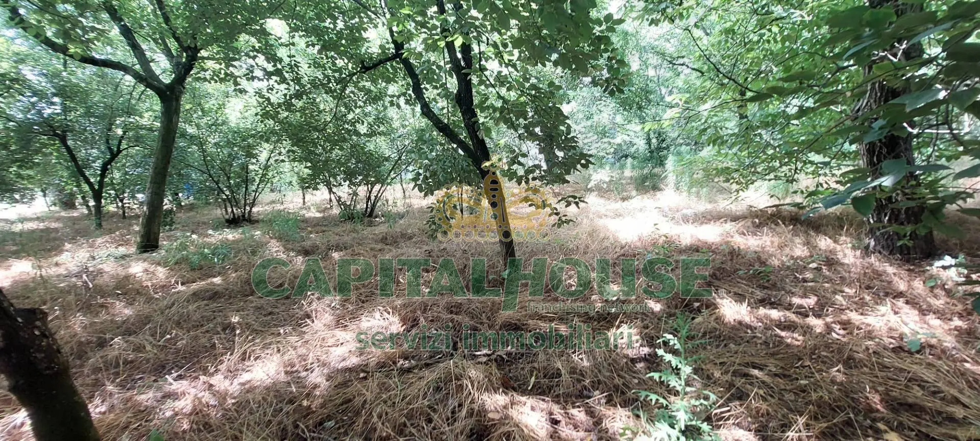 Immagine per Terreno Agricolo in affitto a Massa di Somma  