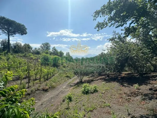 Terreno Agricolo via, Ottaviano