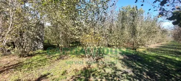 Terreno Agricolo via, Massa Di Somma