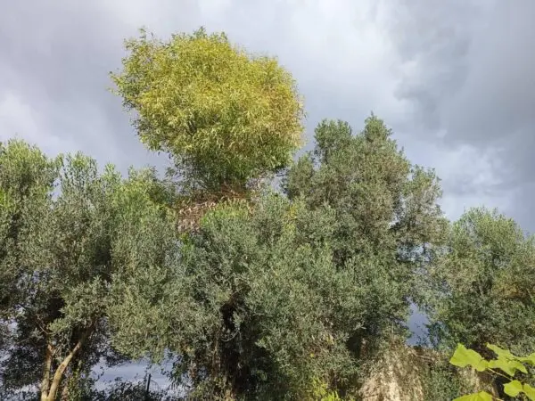 Casa Indipendente via Località Nuracesus, Nuraminis