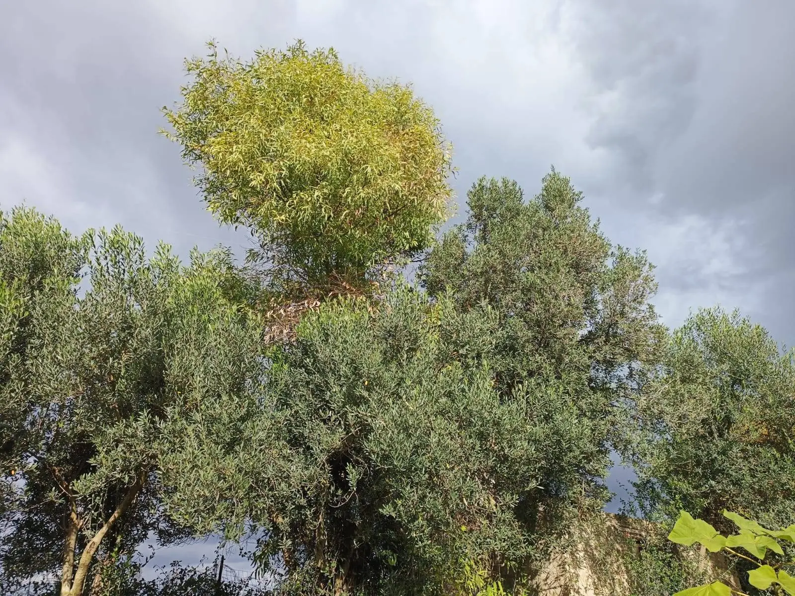 Immagine per Casa indipendente in vendita a Nuraminis Località Nuracesus 
