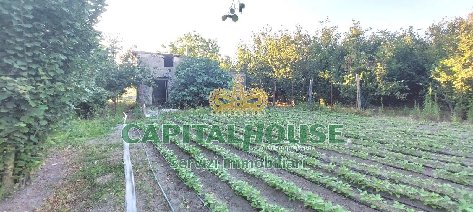 Immagine per Terreno Agricolo in vendita a Ottaviano  