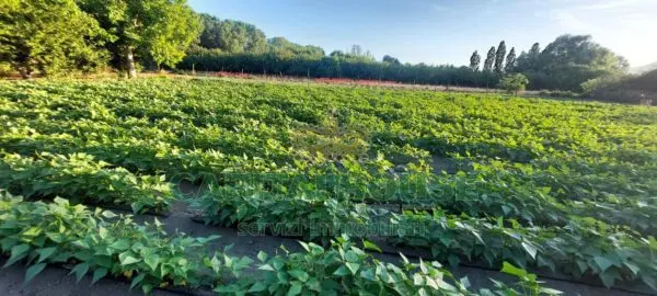 Terreno Agricolo via, Ottaviano