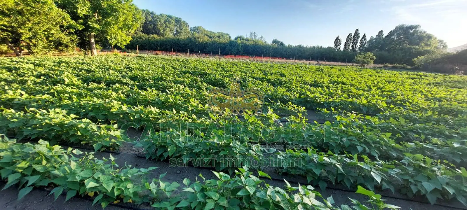 Immagine per Terreno Agricolo in vendita a Ottaviano  