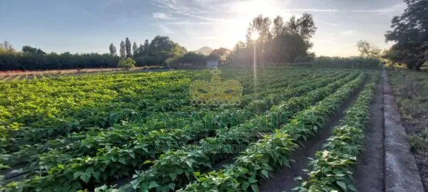 Terreno Agricolo via, Ottaviano
