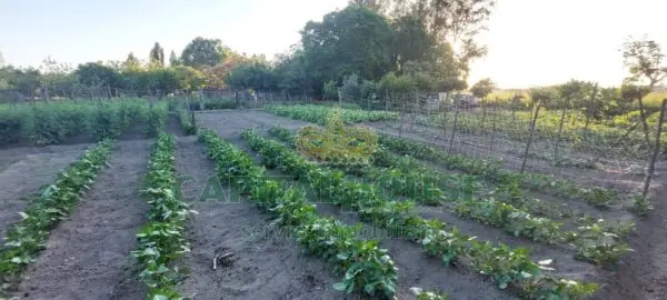 Terreno Agricolo via, Ottaviano
