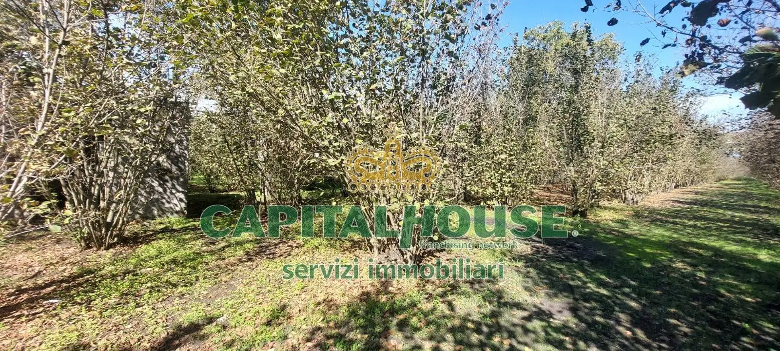 Immagine per Terreno Agricolo in vendita a Ottaviano  