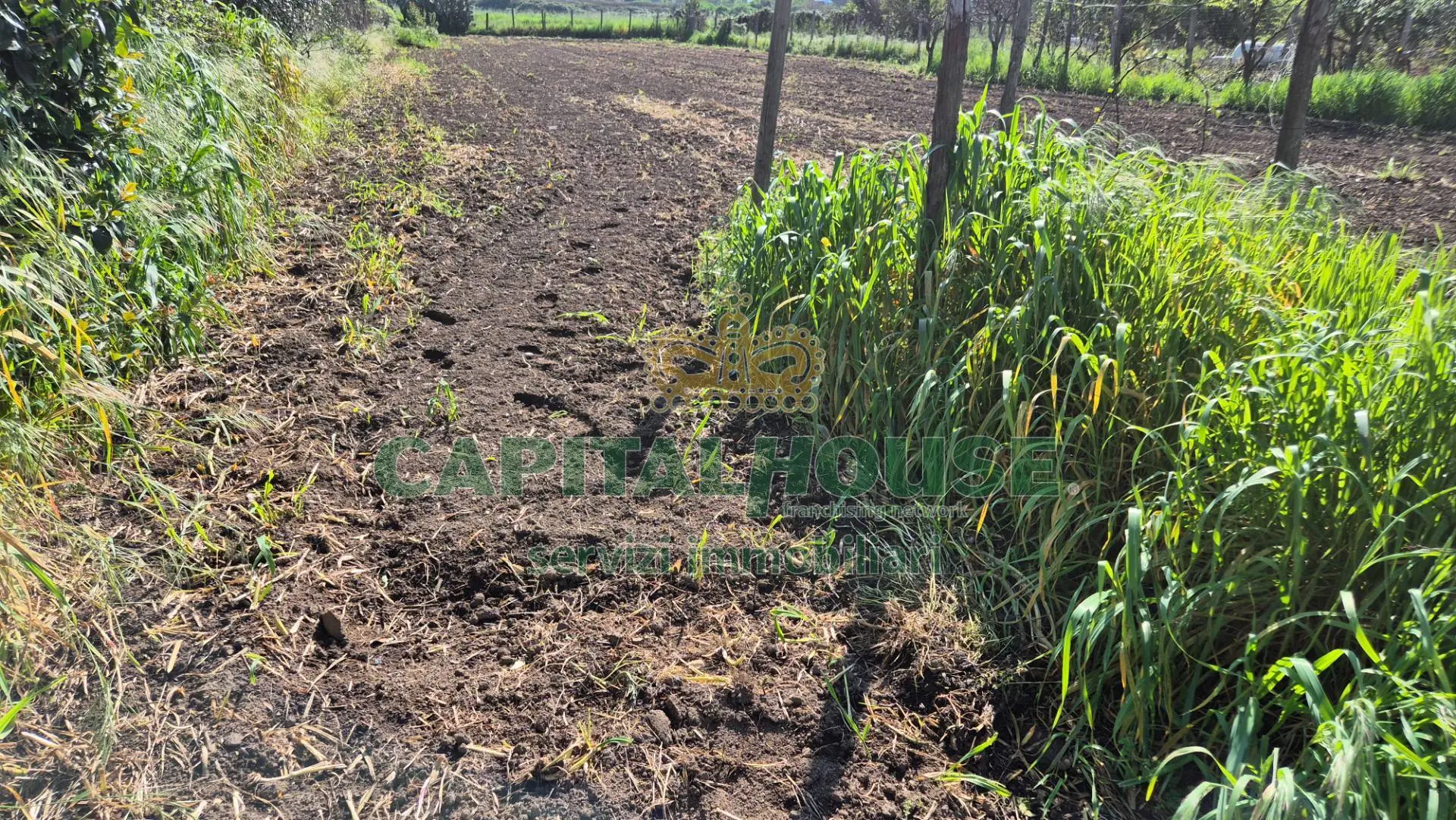 Immagine per Terreno Agricolo in vendita a San Marco Evangelista  