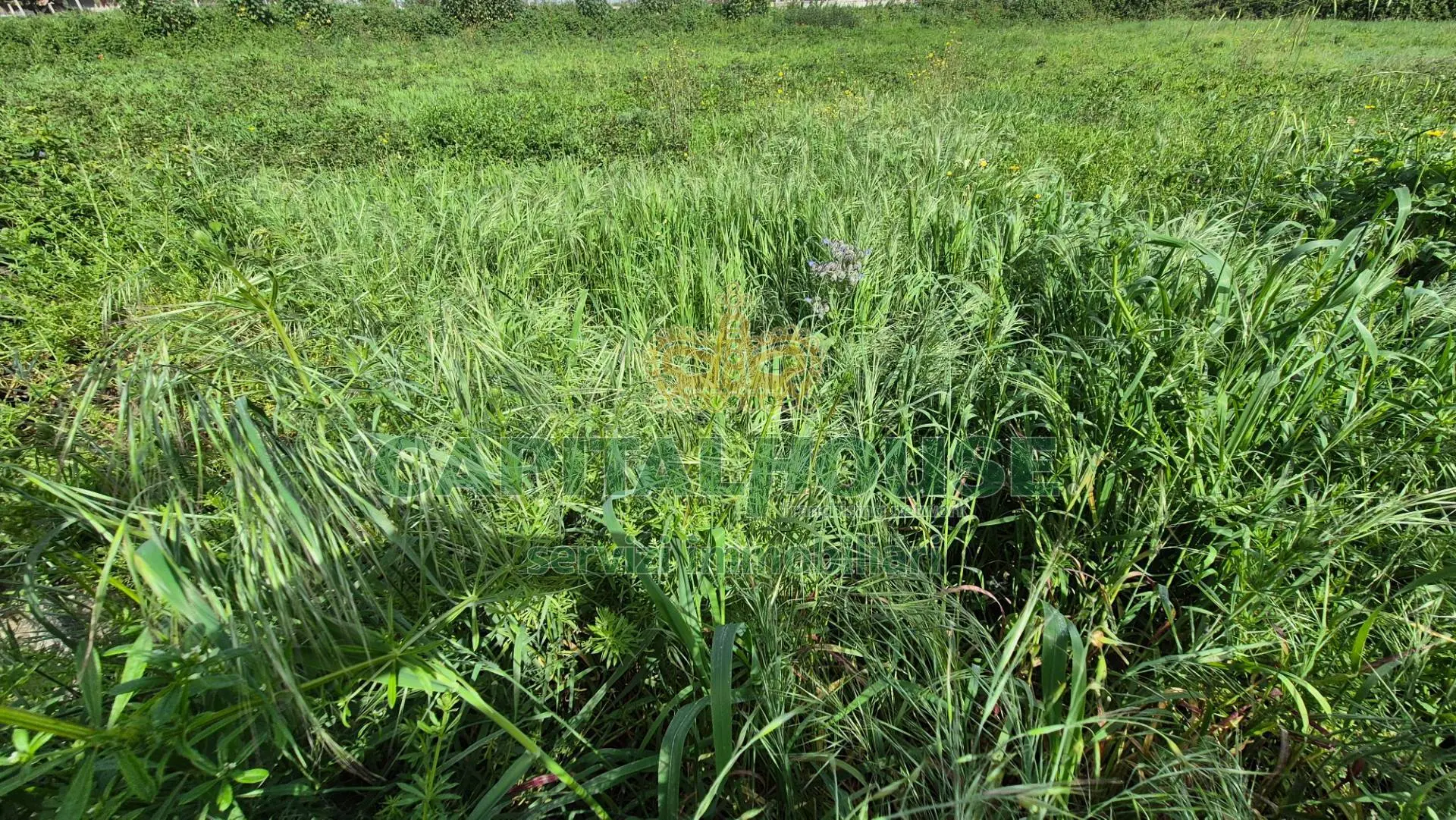 Immagine per Terreno Agricolo in vendita a San Marco Evangelista  