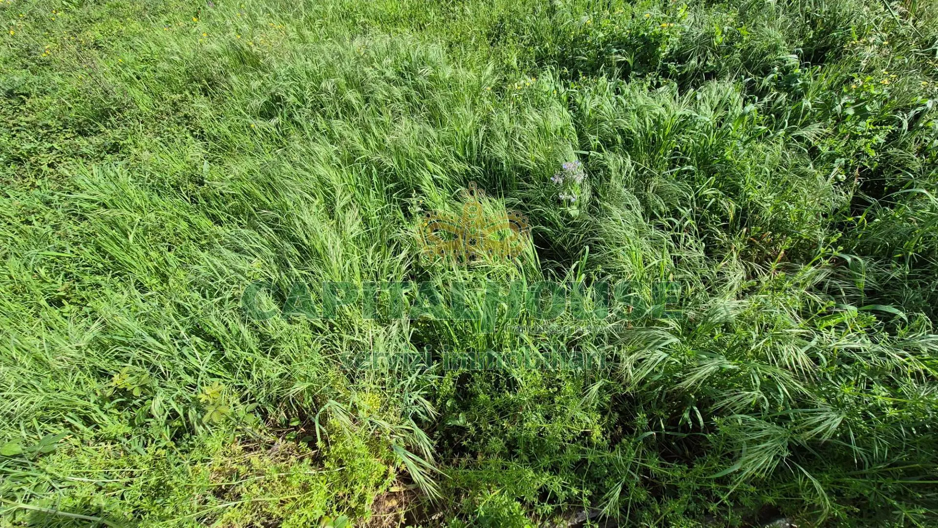 Immagine per Terreno Agricolo in vendita a San Marco Evangelista  