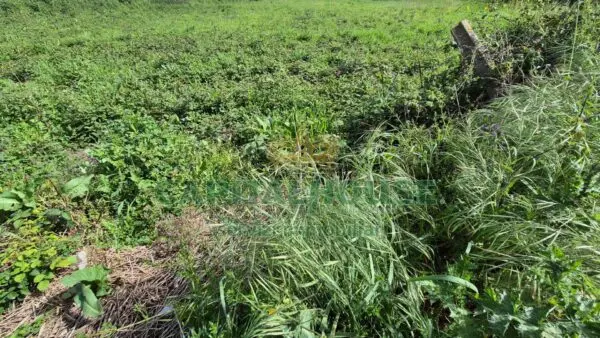 Terreno Agricolo via, San Marco Evangelista