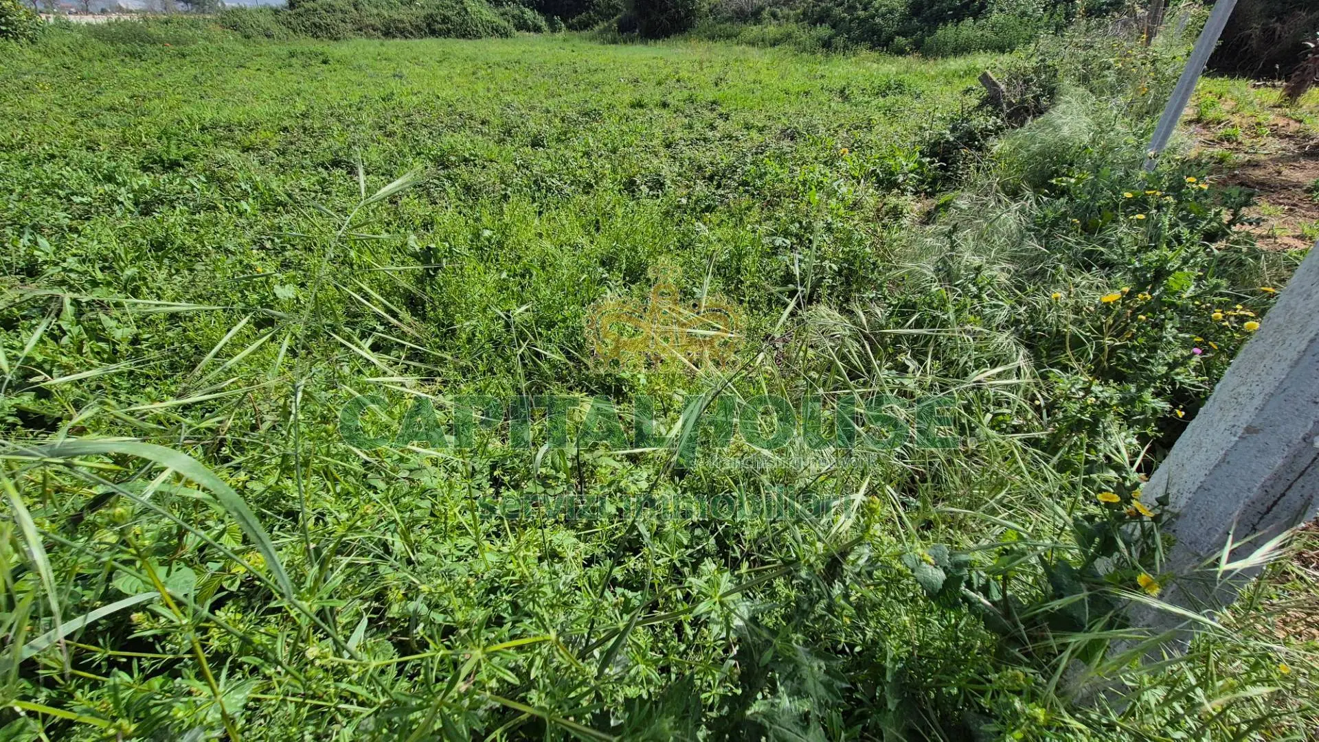 Immagine per Terreno Agricolo in vendita a San Marco Evangelista  