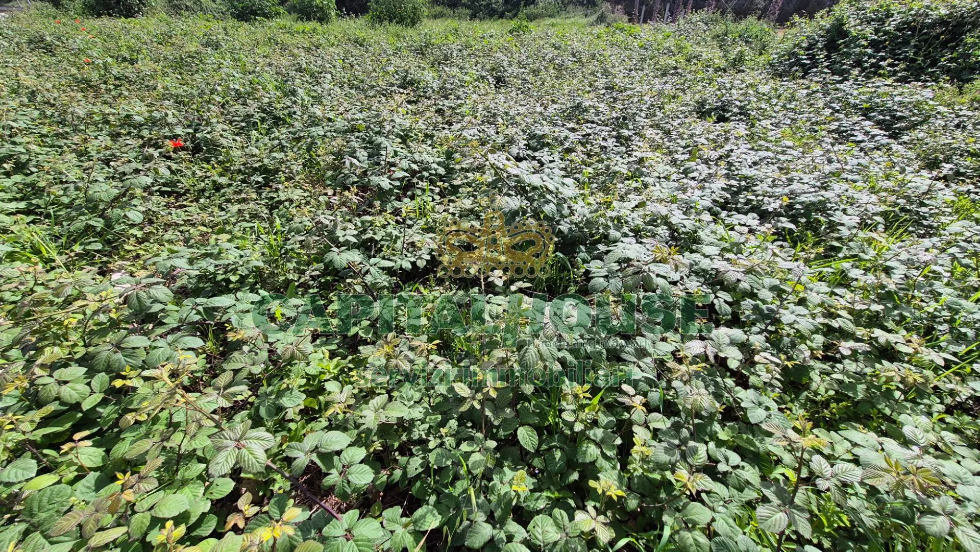 Immagine per Terreno Agricolo in vendita a San Marco Evangelista  