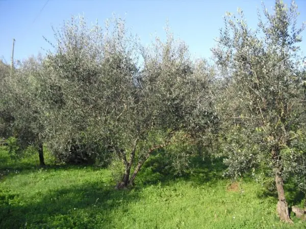 Casale via Di Villa Gaia 508, Lucca
