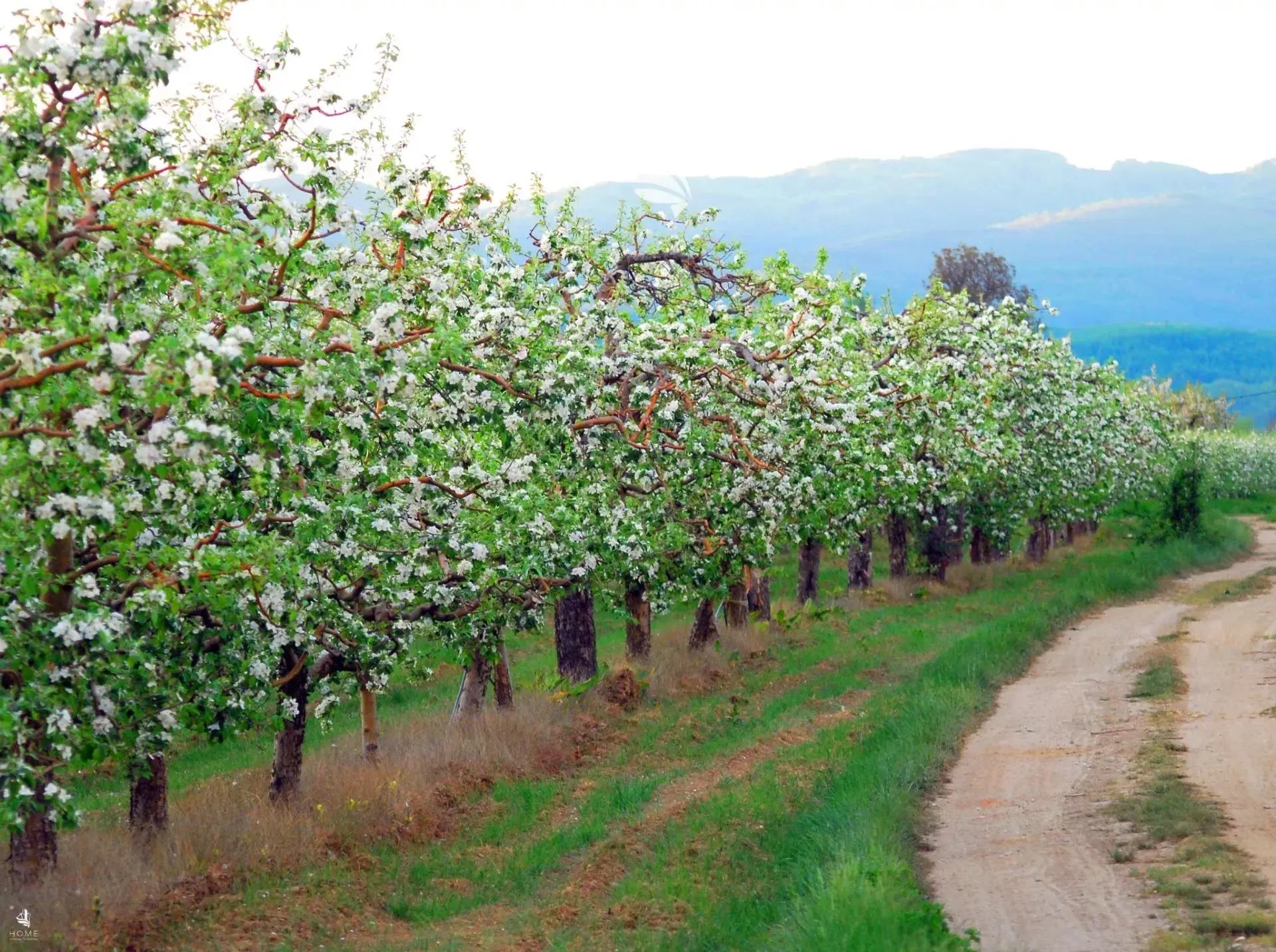 Immagine per Terreno agricolo in vendita a Caldaro sulla strada del vino