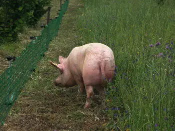 Azienda Agricola via Periferia, Petritoli
