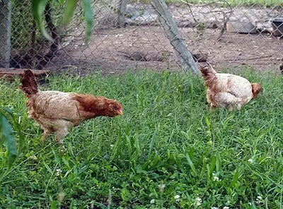 Azienda Agricola via Periferia, Petritoli