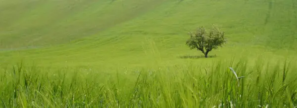 Azienda Agricola via Periferia, Petritoli