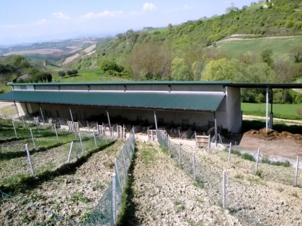 Azienda Agricola via Periferia, Petritoli