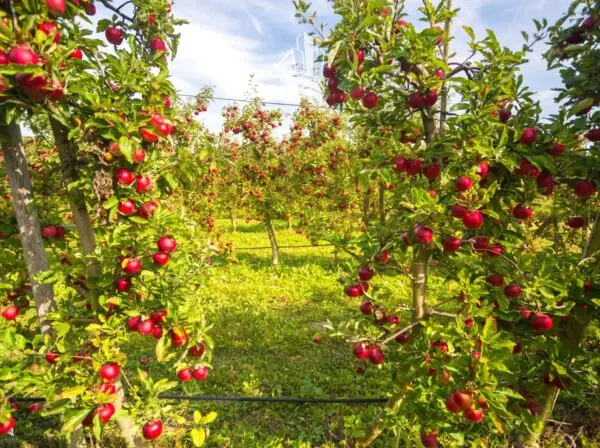 Terreno Agricolo Caldaro Sulla Strada Del Vino