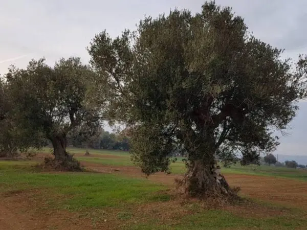 Casale via Contrada San Michele, Cupra Marittima