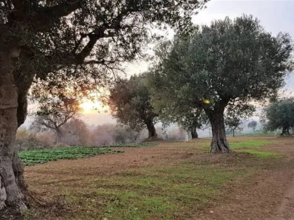 Casale via Contrada San Michele, Cupra Marittima