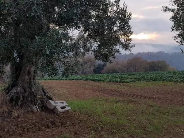 Casale via Contrada San Michele, Cupra Marittima