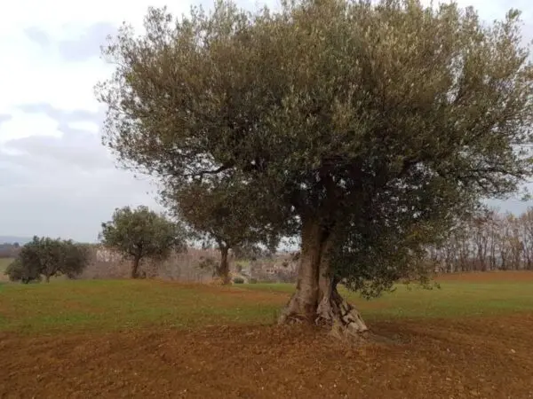 Casale via Contrada San Michele, Cupra Marittima