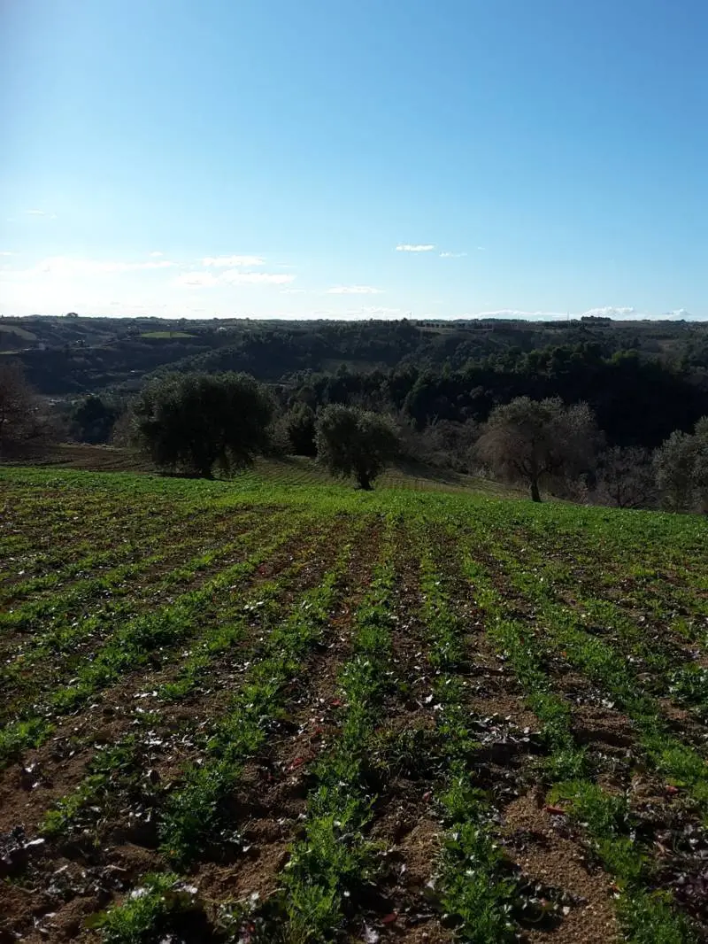 Immagine per Casale in vendita a Cupra Marittima via Contrada San Michele