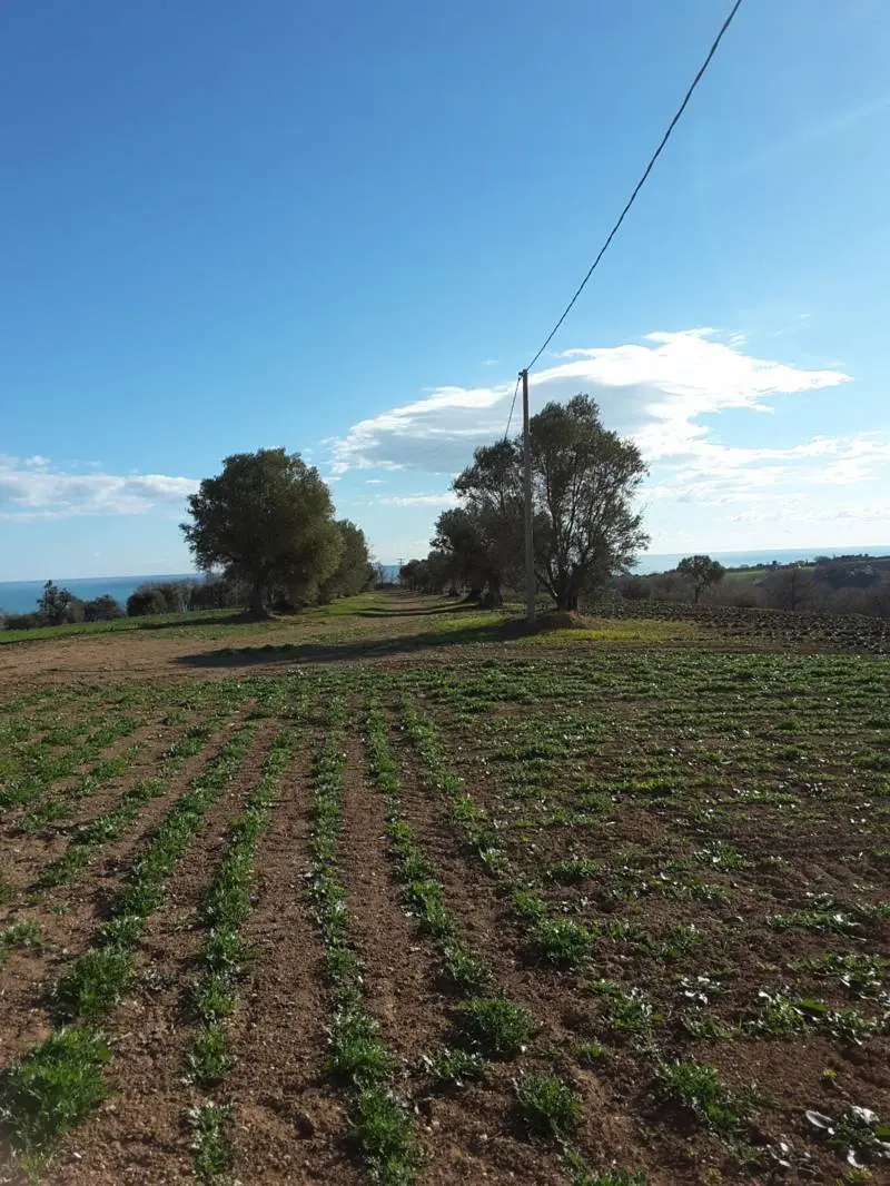 Immagine per Casale in vendita a Cupra Marittima via Contrada San Michele