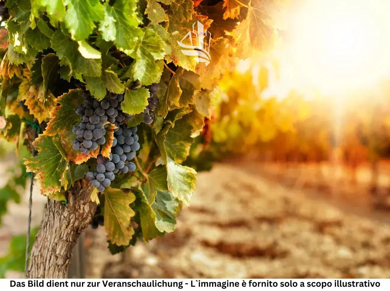 Immagine per Terreno agricolo in vendita a Vadena via Piccolongo