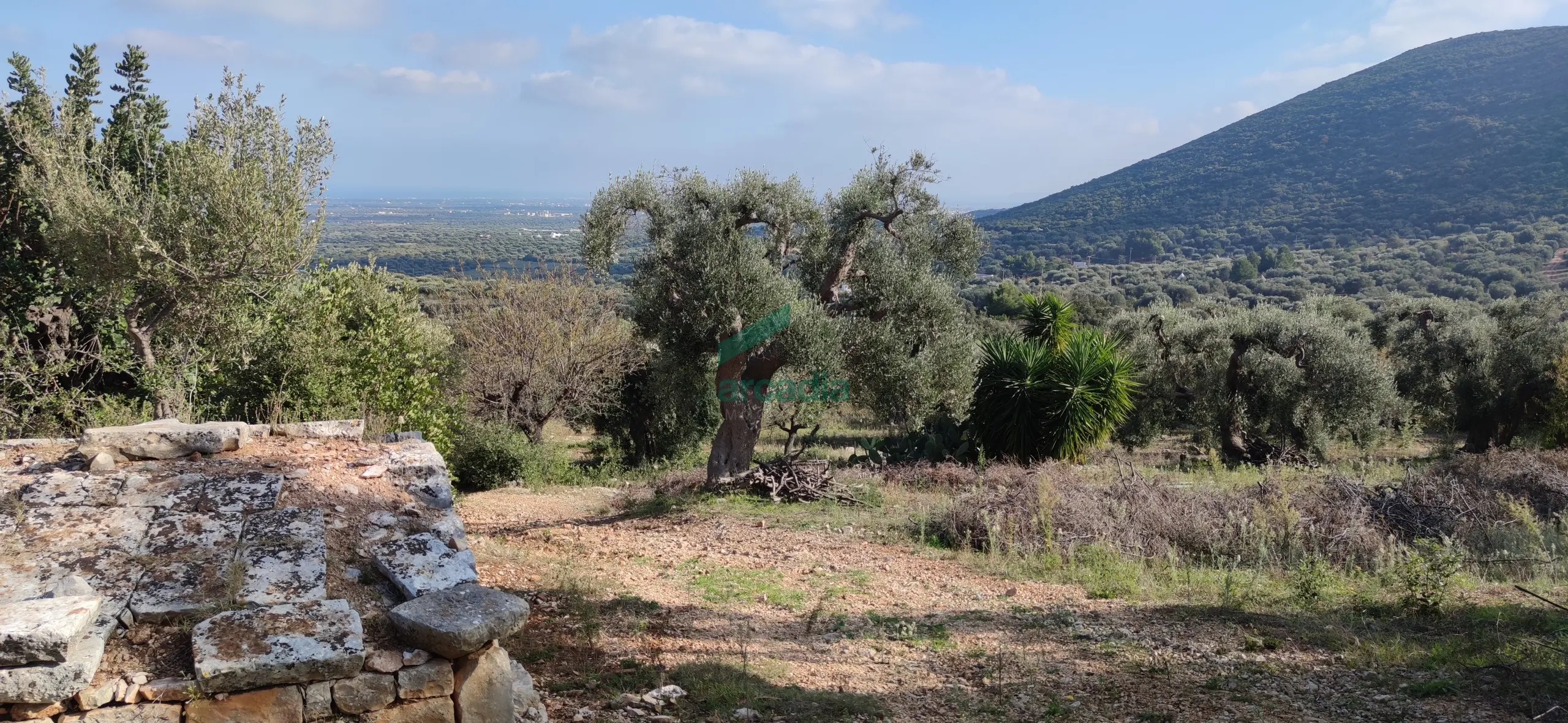Immagine per Casale in vendita a Monopoli via Contrada Torchiano